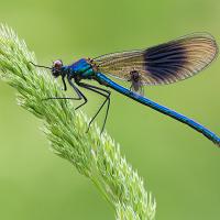 Banded Demoiselle male and fly 